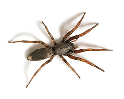 Thumbnail Image 1